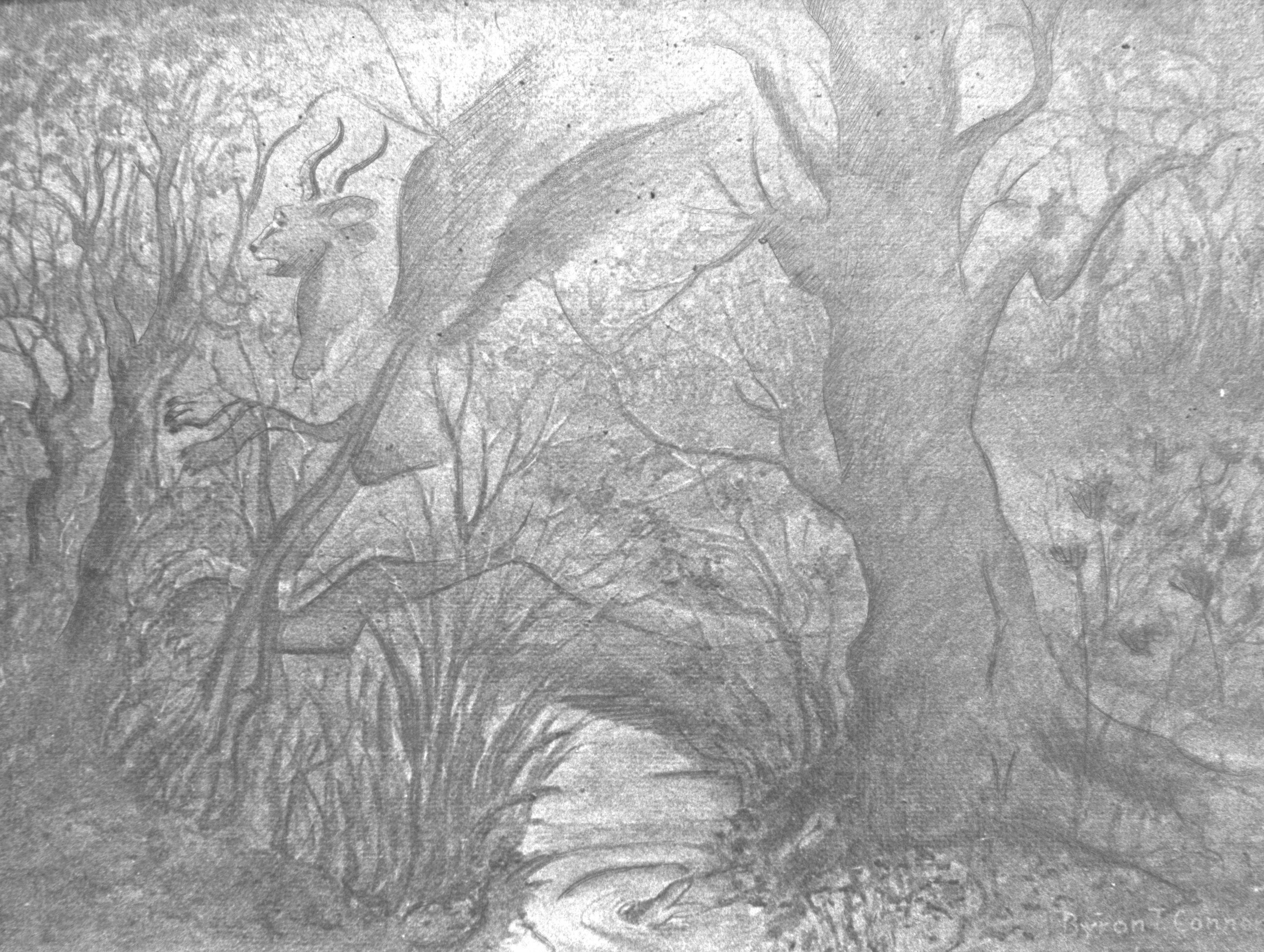 pictures of the jersey devil